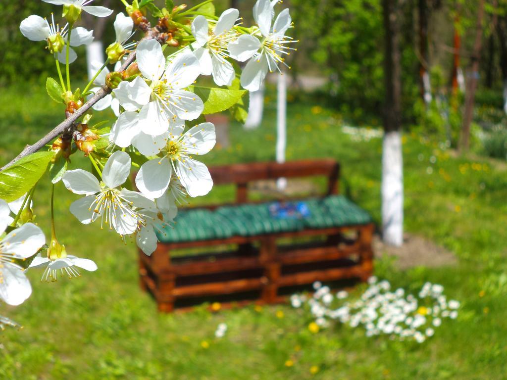 Pensiunea Valea Cernei Teliucu Inferior Exteriör bild